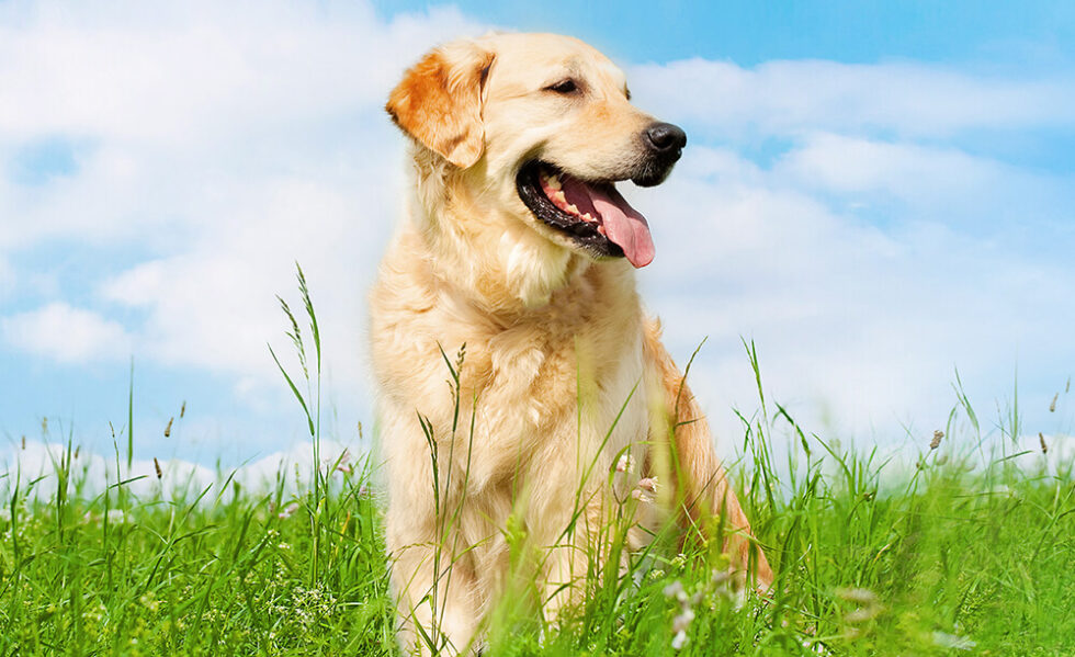 Dog Boarding & Daycare in New Braunfels, TX Gruene Gables