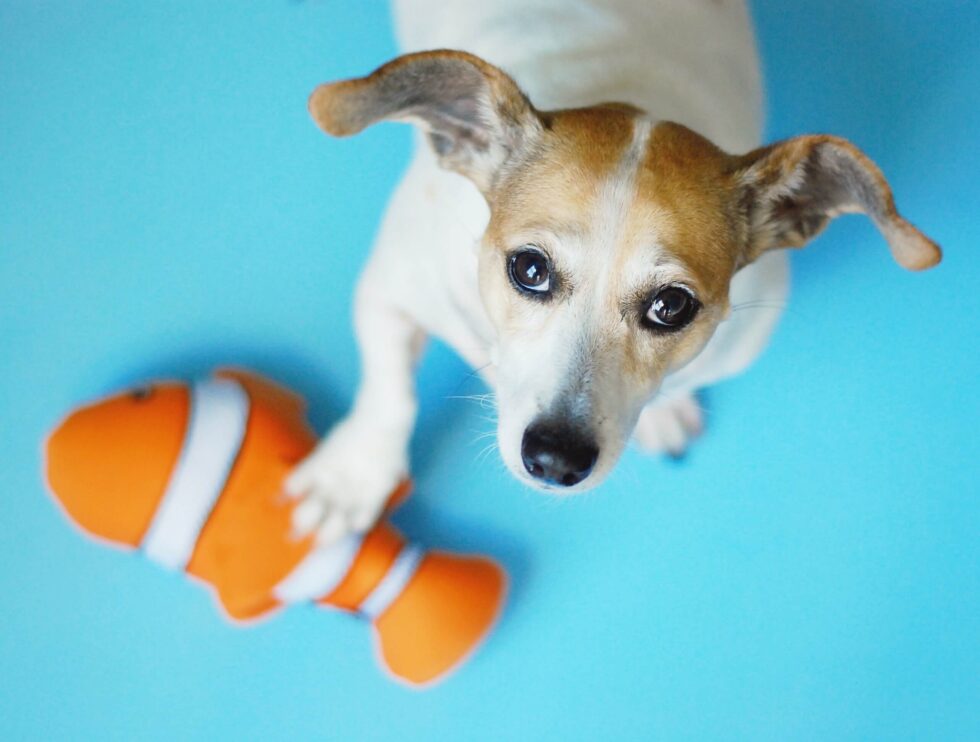 Dog Boarding in New Braunfels, TX Gruene Gables Pet Resort