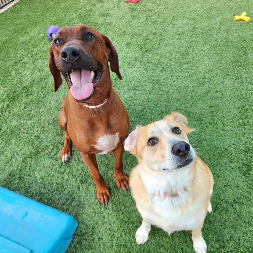 Dog Boarding in New Braunfels, TX Gruene Gables Pet Resort