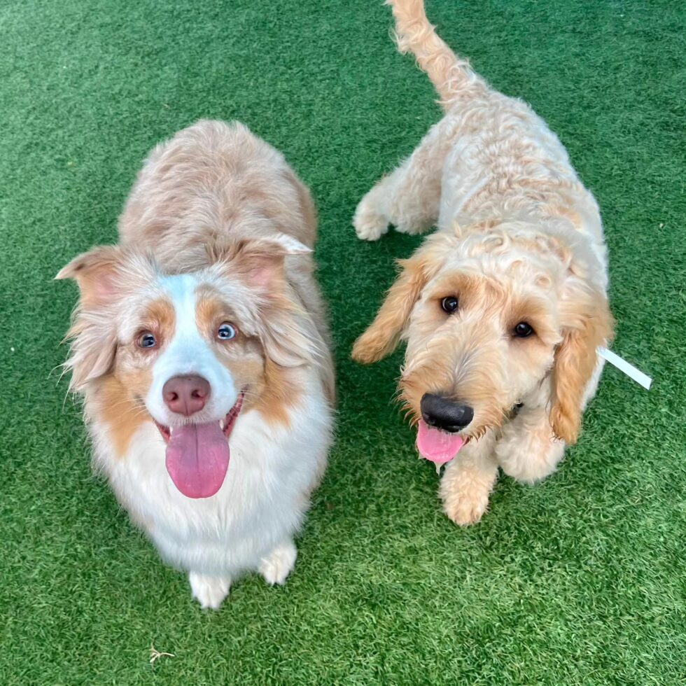 Dog Boarding in New Braunfels, TX Gruene Gables Pet Resort