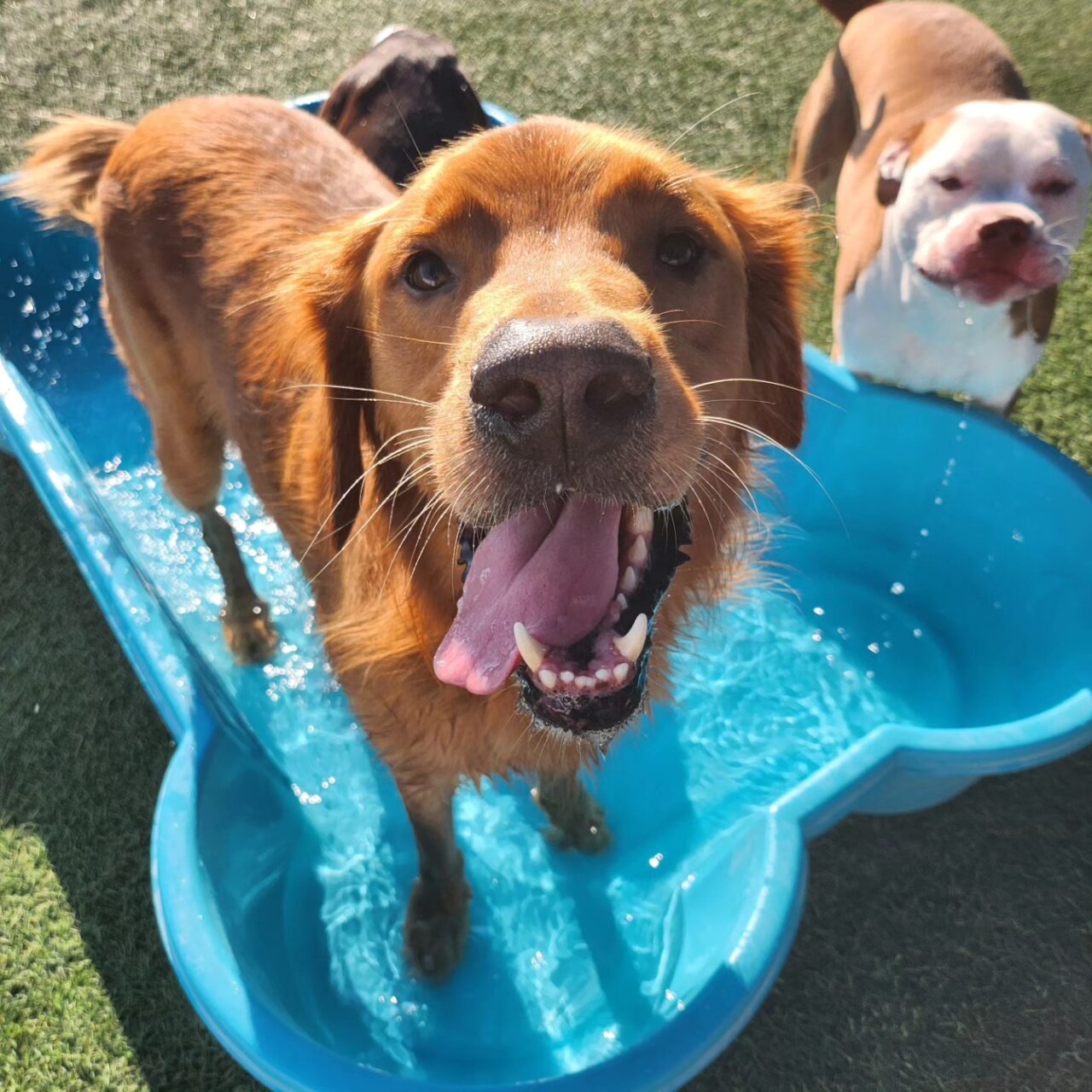 Dog Boarding in New Braunfels, TX Gruene Gables Pet Resort